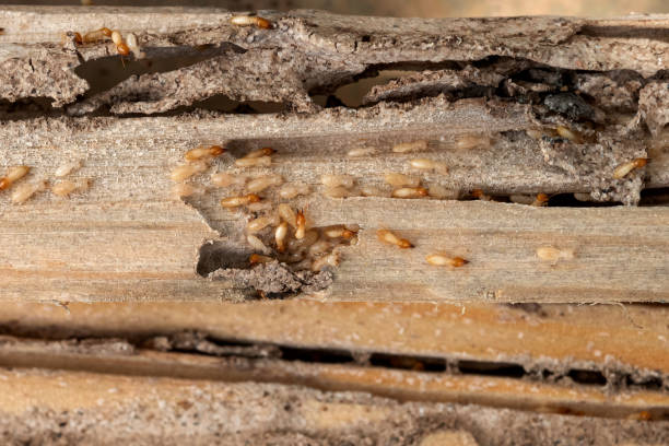  West Chester, PA Pest Control Pros